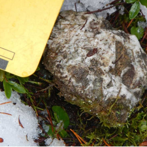 Prospect Valley - Float sample of quartz-healed breccia that returned 9.49 g/t gold and 7.72 g/t silver (Sample S420126).